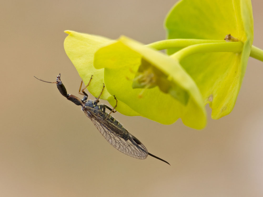 Raphidiidae unidentified
